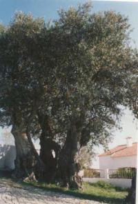 �rvore Milenar<br>Casais S. Br�s - Uni�o das Freguesias